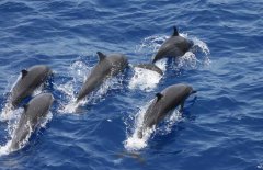 河豚吃什么食物，河豚的種類與分布