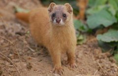 黃大仙是什么動(dòng)物，黃鼠狼為什么叫黃大仙