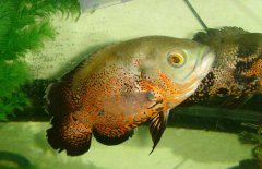 地圖魚吃什么長得快，地圖魚吃什么飼料好？