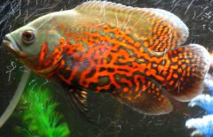 地圖魚到底能長多大、吃什么長得快？