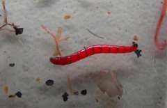 紅蟲(chóng)是什么，紅蟲(chóng)分為哪三類(lèi)？