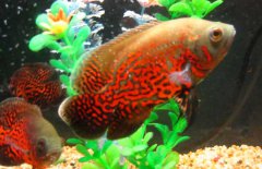 地圖魚(yú)怎么分公母，其雌雄如何鑒別