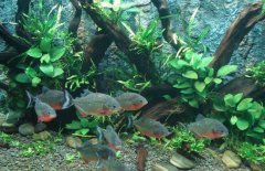 紅腹食人鯧怎么養(yǎng)，紅腹食人鯧的習性特點