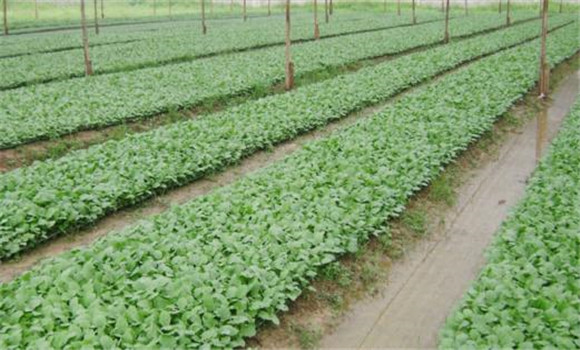 番茄、辣椒和茄子的育苗技術有什么不同之處