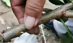 果樹靠接法嫁接方法、技術(shù)特點與方法、步驟