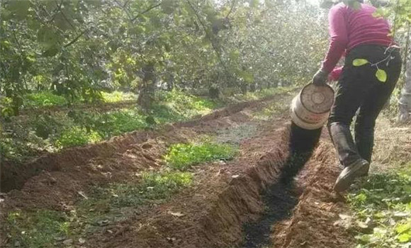 秋季施足基肥，增加貯存營養(yǎng)