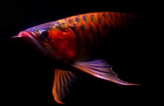 紅龍魚(yú)怎么才能養(yǎng)好？紅龍魚(yú)的正確飼養(yǎng)方法