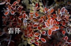 霜降的節(jié)氣由來(lái)，介紹關(guān)于霜降節(jié)氣的民間風(fēng)俗