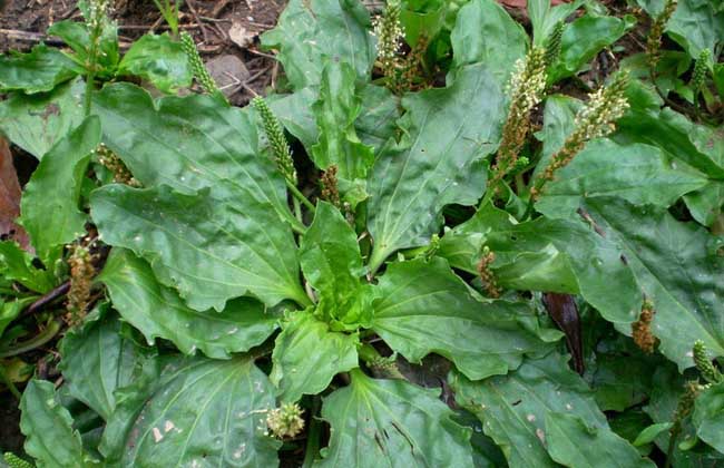 車前草能治前列腺嗎 車前草的作用與功效