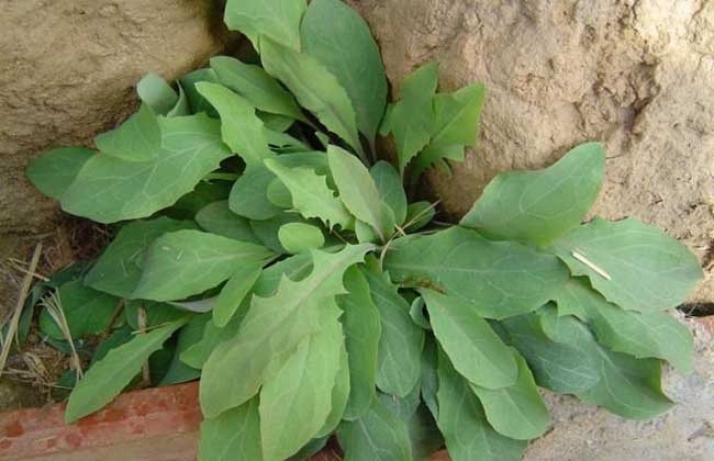 敗醬草的功效與作用 花卉的功效與作用