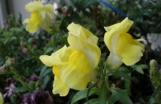 金魚草有什么功效與作用 金魚草的作用