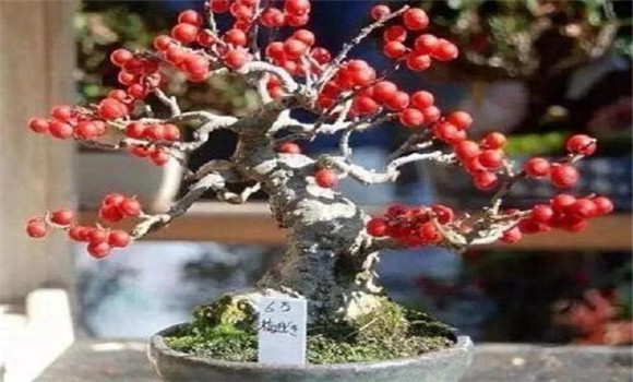 資源豐富，便于生產(chǎn)