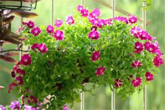 牽牛和矮牽牛有何異同，它們的區(qū)別是什么？