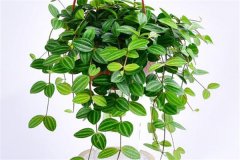 適合吊盆栽植的花卉有哪些，吊盆植物有哪些？