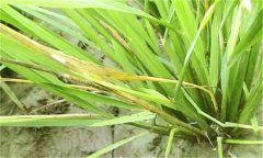 水田除草劑藥害的癥狀及預(yù)防、防治方法與措施