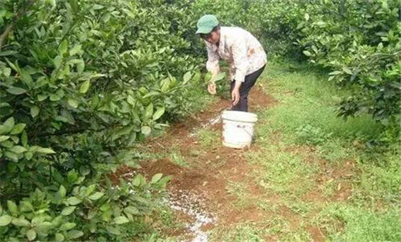 秋季宜增施磷、鋅肥