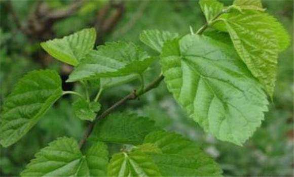 桑葉有清肺潤燥、止咳化瘺的功效
