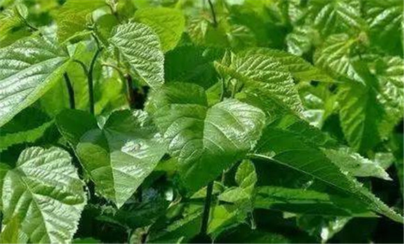 桑葉有平肝潛陽、明目除煩的功效