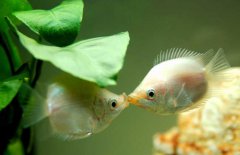 接吻魚好不好養(yǎng)殖，接吻魚怎么養(yǎng)才好？