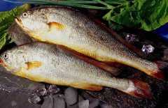 黃花魚(yú)是海魚(yú)嗎？選購(gòu)黃花魚(yú)要注意哪些？