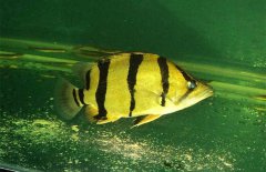 虎魚和什么魚混養(yǎng)，虎魚混養(yǎng)注意事項
