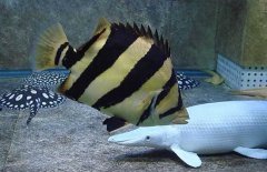 泰國(guó)虎魚(yú)吃什么，泰國(guó)虎魚(yú)怎么養(yǎng)？