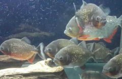 紅腹水虎魚(yú)吃什么，紅腹水虎魚(yú)怎么養(yǎng)？