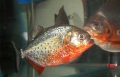 水虎魚(yú)怎么養(yǎng)，水虎魚(yú)的養(yǎng)殖方法