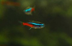 霓虹燈魚怎么養(yǎng)？霓虹燈魚形態(tài)特征