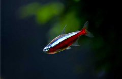 寶蓮燈魚怎么養(yǎng)?寶蓮燈魚形態(tài)特征