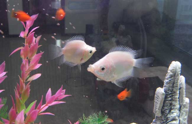 接吻魚(yú)為什么不接吻