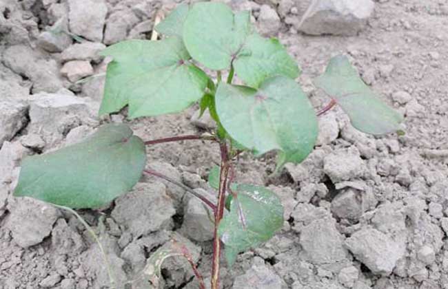 棉花管理技術(shù)