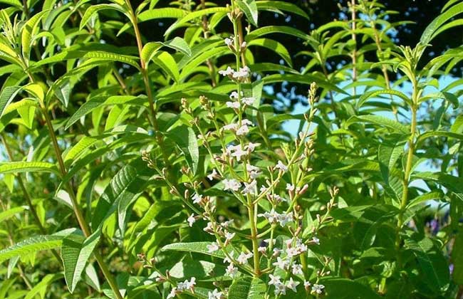 檸檬馬鞭草種植方法 檸檬的養(yǎng)殖方法