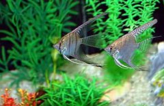 神仙魚(yú)怎么分公母，神仙魚(yú)性別如何鑒別