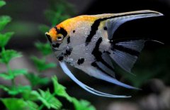 神仙魚(yú)和什么魚(yú)混養(yǎng)好，神仙魚(yú)怎么養(yǎng)？