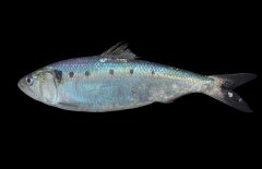 沙丁魚吃什么食物？沙丁魚產(chǎn)自什么地方？