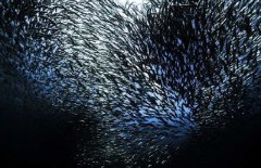 沙丁魚(yú)是深海魚(yú)嗎，常見(jiàn)深海魚(yú)有哪些？