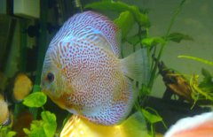 七彩神仙魚(yú)混養(yǎng)什么魚(yú)好 七彩神仙魚(yú)怎么養(yǎng)？