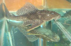 清道夫魚怎么繁殖？