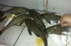 清道夫魚和什么混養(yǎng)？