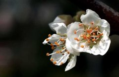 白梅花的功效與作用、用法