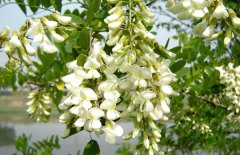 孕婦能吃槐花嗎？