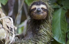 樹懶吃什么,樹懶和考拉的區(qū)別