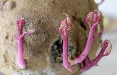 紅薯發(fā)芽了還能吃嗎？