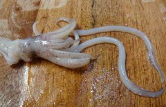 魷魚(yú)和什么相克？