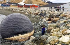 鯨魚(yú)爆炸的原因是什么，鯨魚(yú)爆炸的危害多大