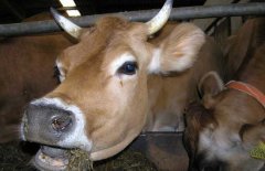 牛能活多少年 牛的年齡鑒別方法