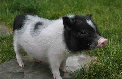 小香豬市場價(jià)多少錢一只，小香豬能長多大？