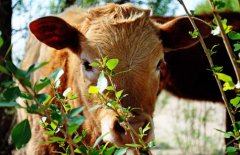 牛能活多少年，牛的常見種類有哪些？