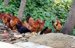 常見蛋雞品種有哪些？